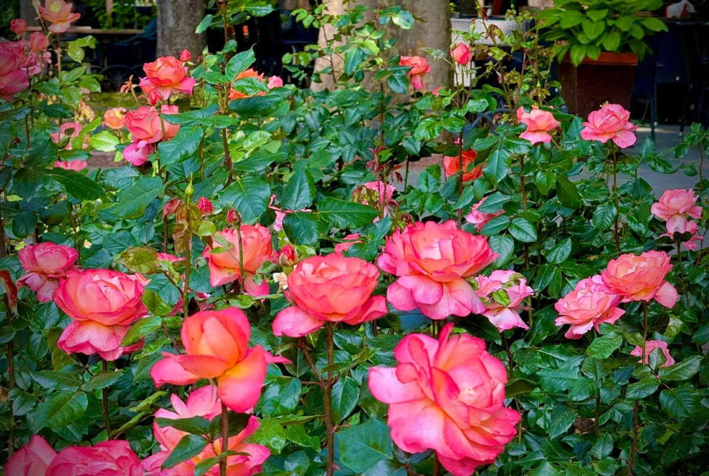 10024 image for slide