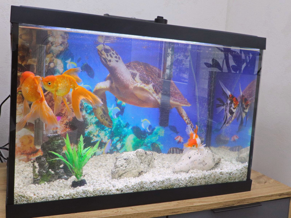 11331 image for slide