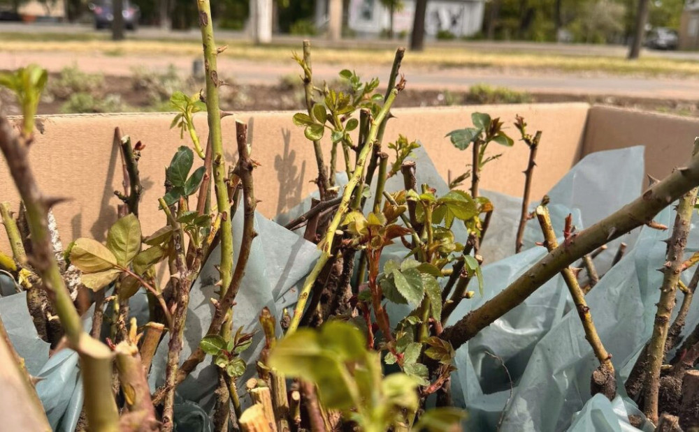 13157 image for slide