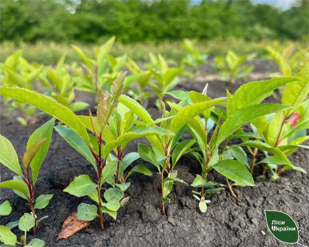 13899 image for slide