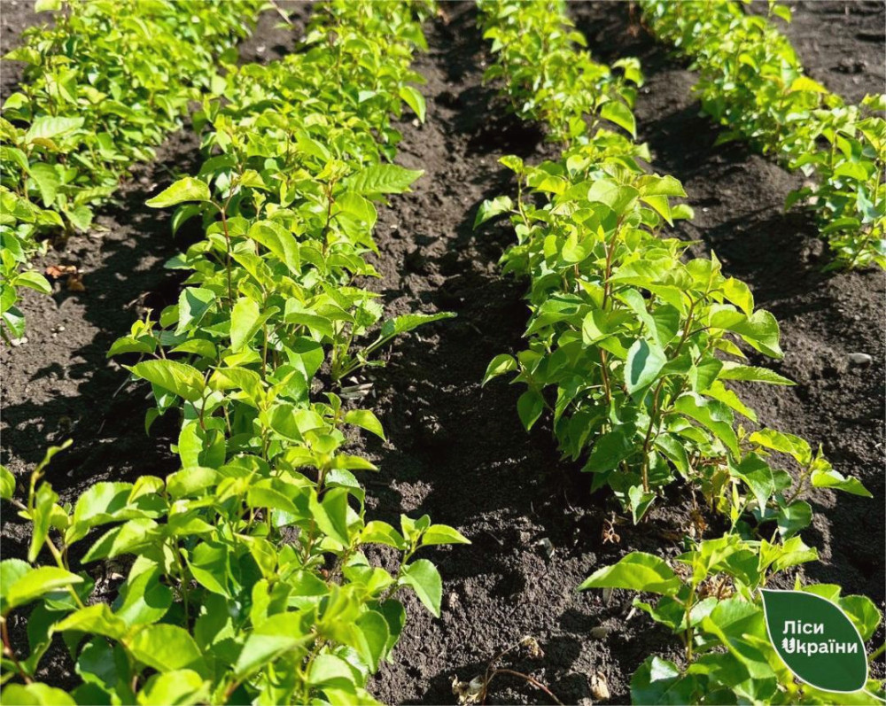 13900 image for slide