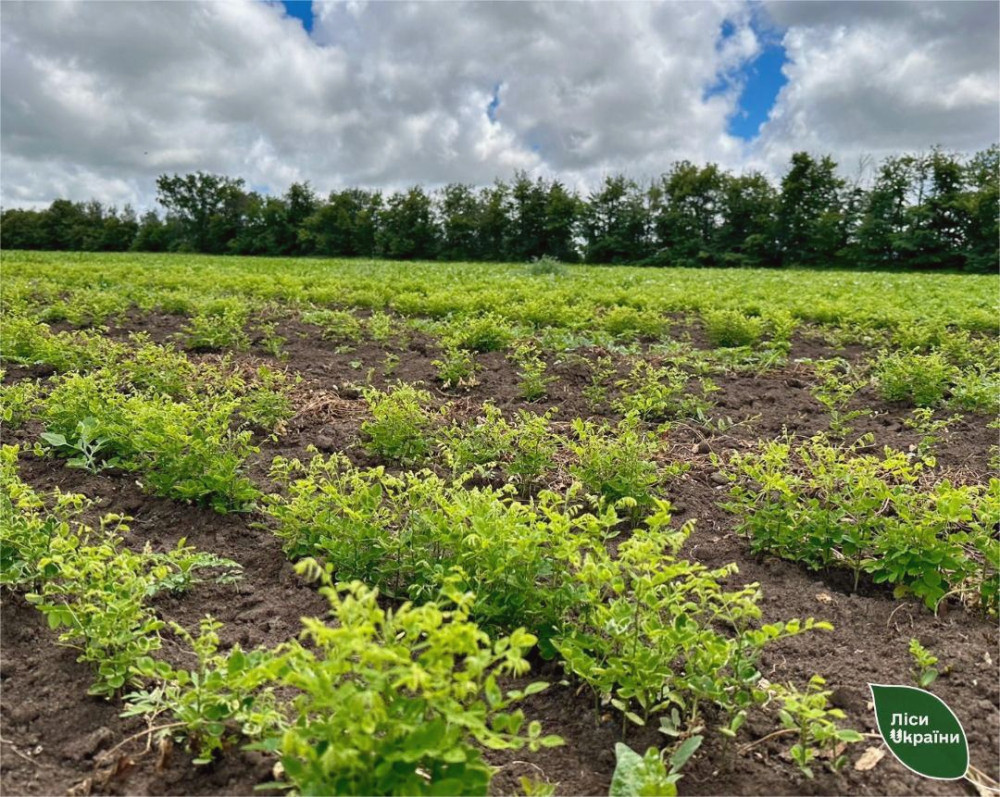 13901 image for slide