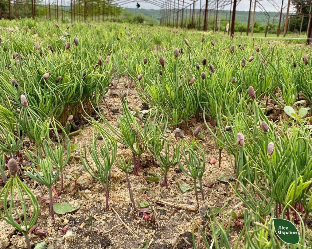 13903 image for slide