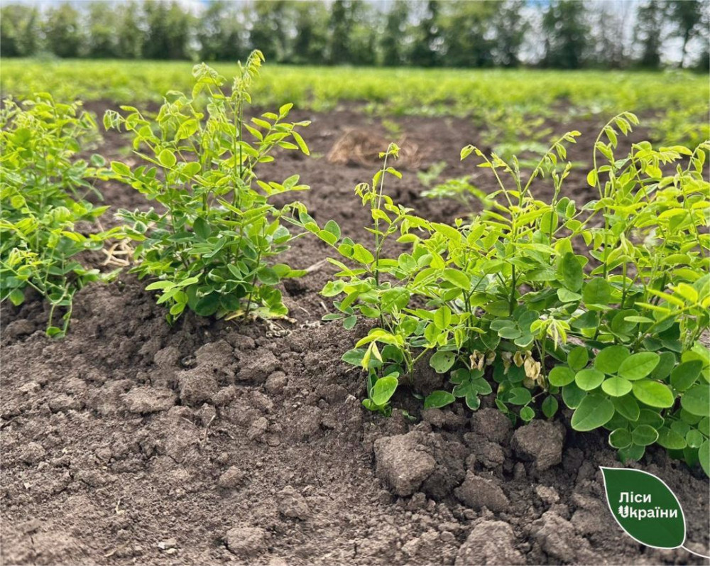 13904 image for slide