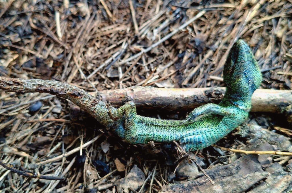 14128 image for slide