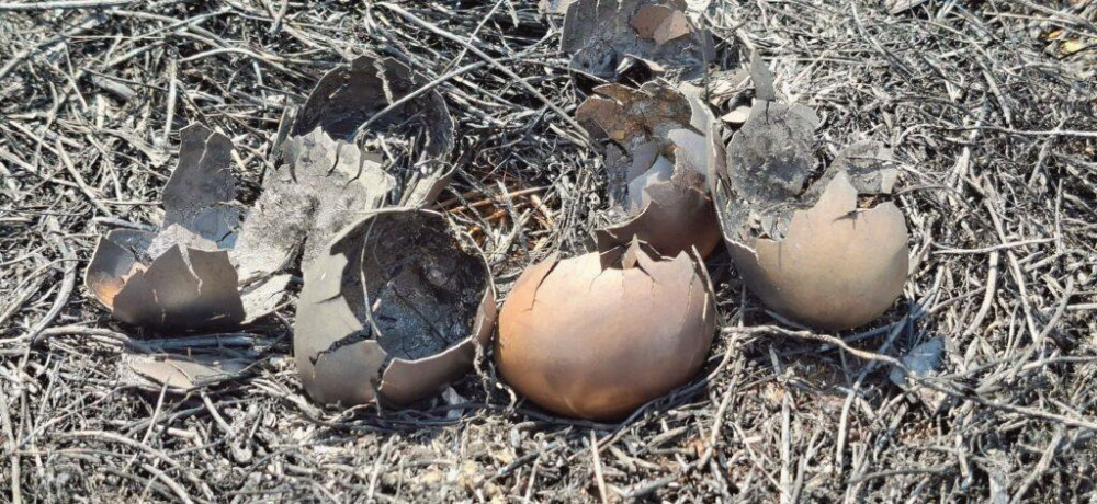 14129 image for slide