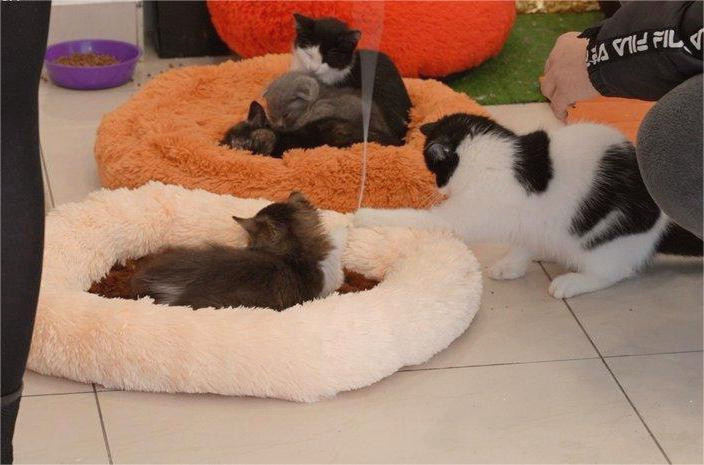 17255 image for slide